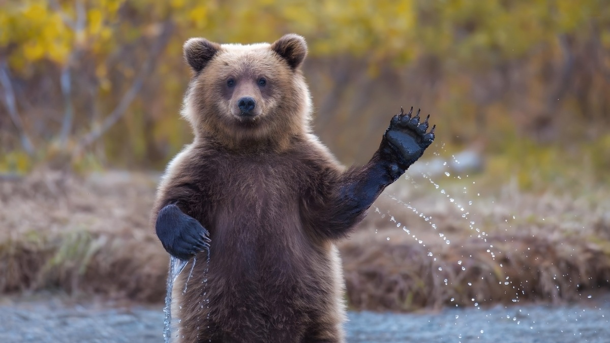 Hình ảnh tạm biệt meme - 4