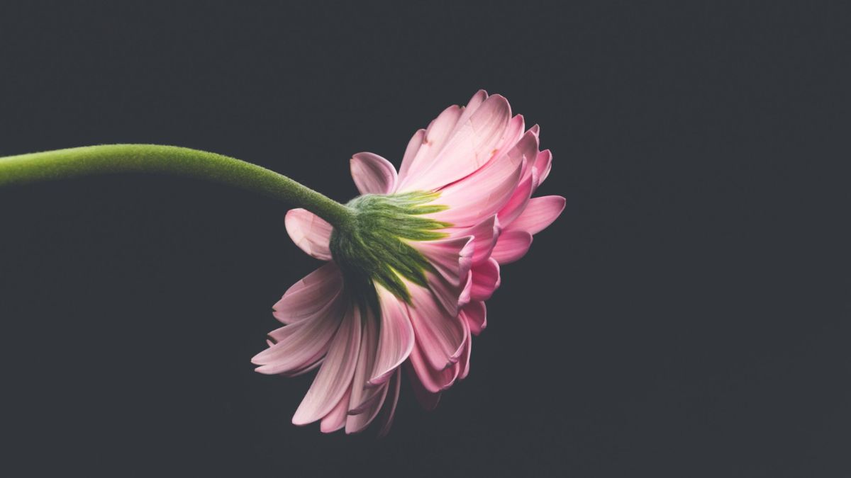 Hình nền 8K laptop siêu nét - 5