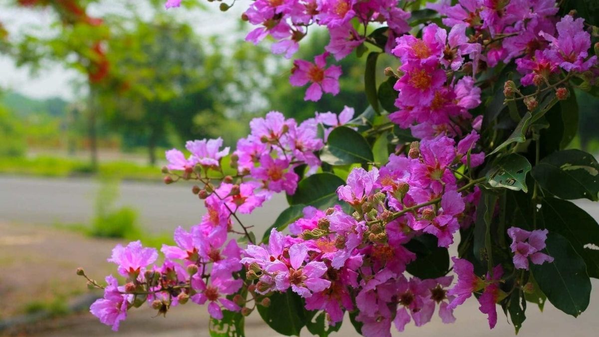 Ý nghĩa khi dùng hình nền hoa bằng lăng