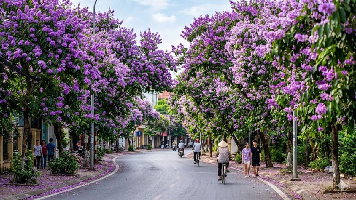 Hình nền hoa bằng lăng trong thiên nhiên - 2