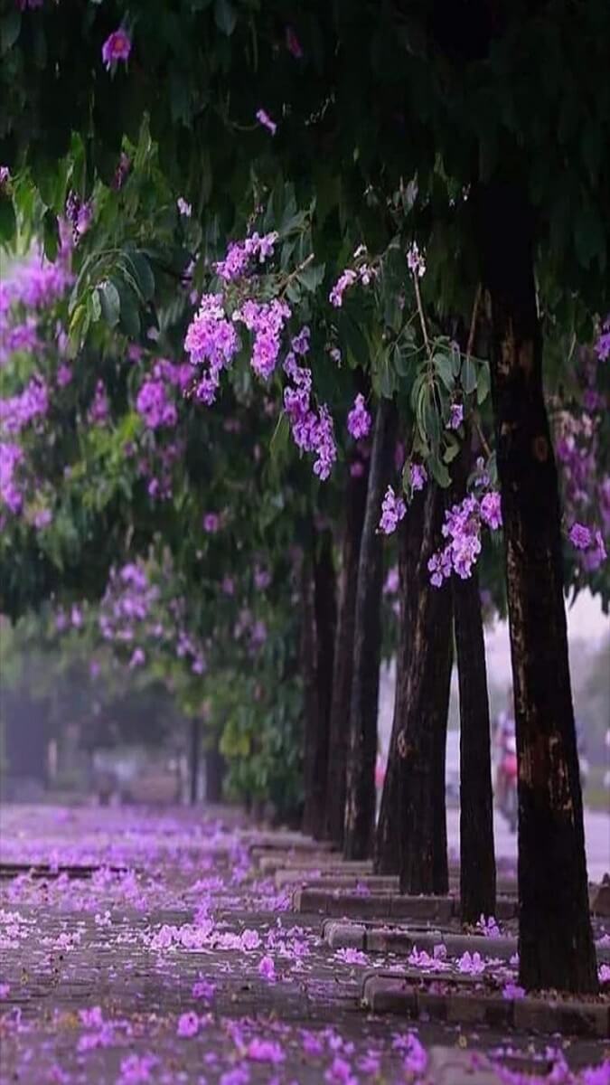 Hình nền hoa bằng lăng trong thiên nhiên - 5