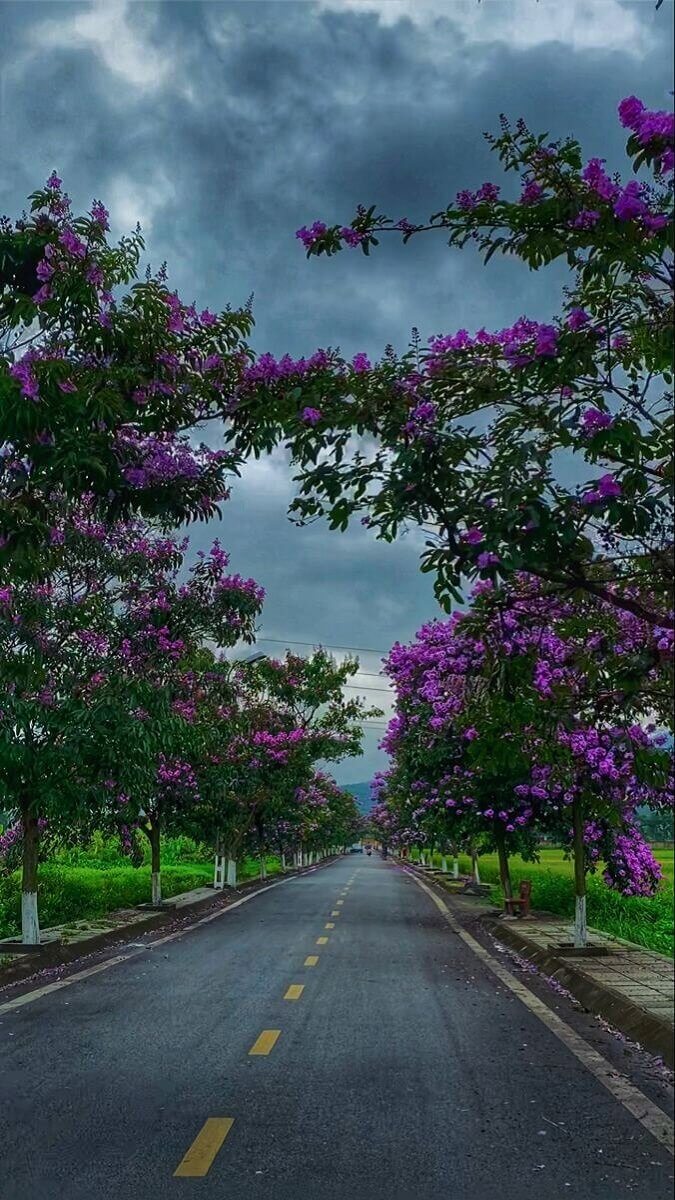 Hình nền hoa bằng lăng trong thiên nhiên - 6