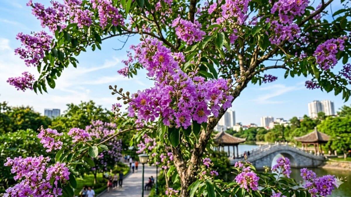 Hình nền hoa bằng lăng 4K, 8K đẹp - 2