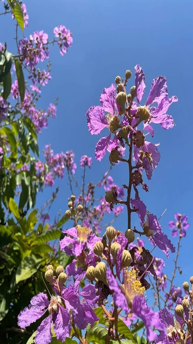 Hình nền hoa bằng lăng theo cảm xúc - 6