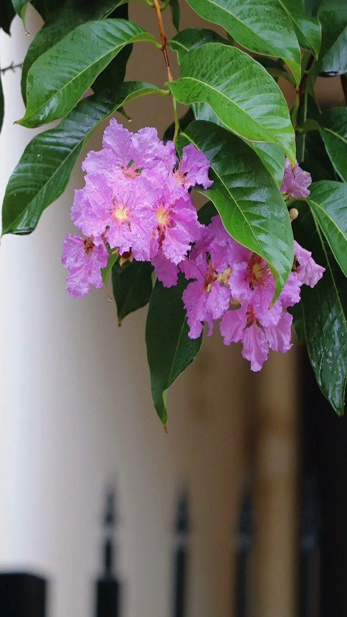 Hình nền hoa bằng lăng theo cảm xúc - 7