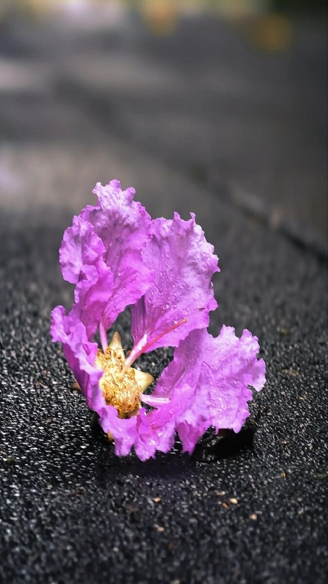 Hình nền hoa bằng lăng theo cảm xúc - 8