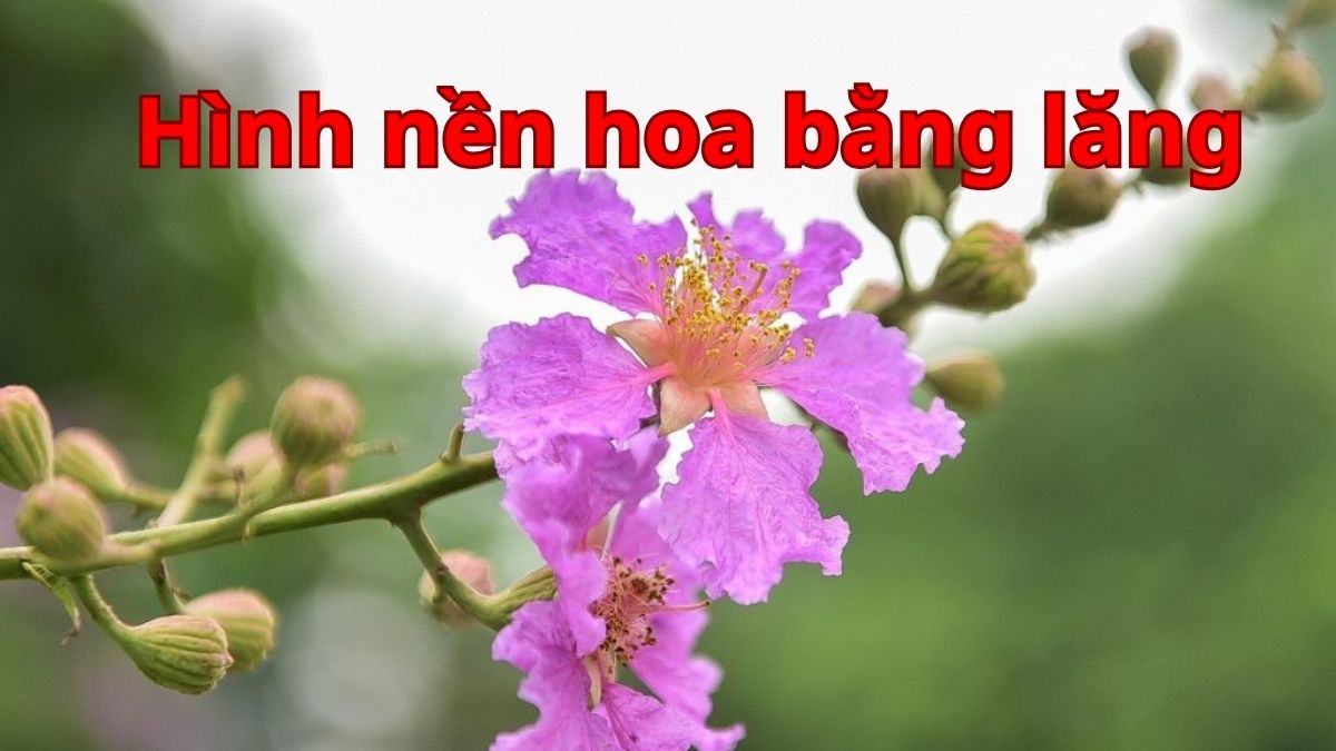 Tổng hợp 40+ hình nền hoa bằng lăng đẹp chất lượng