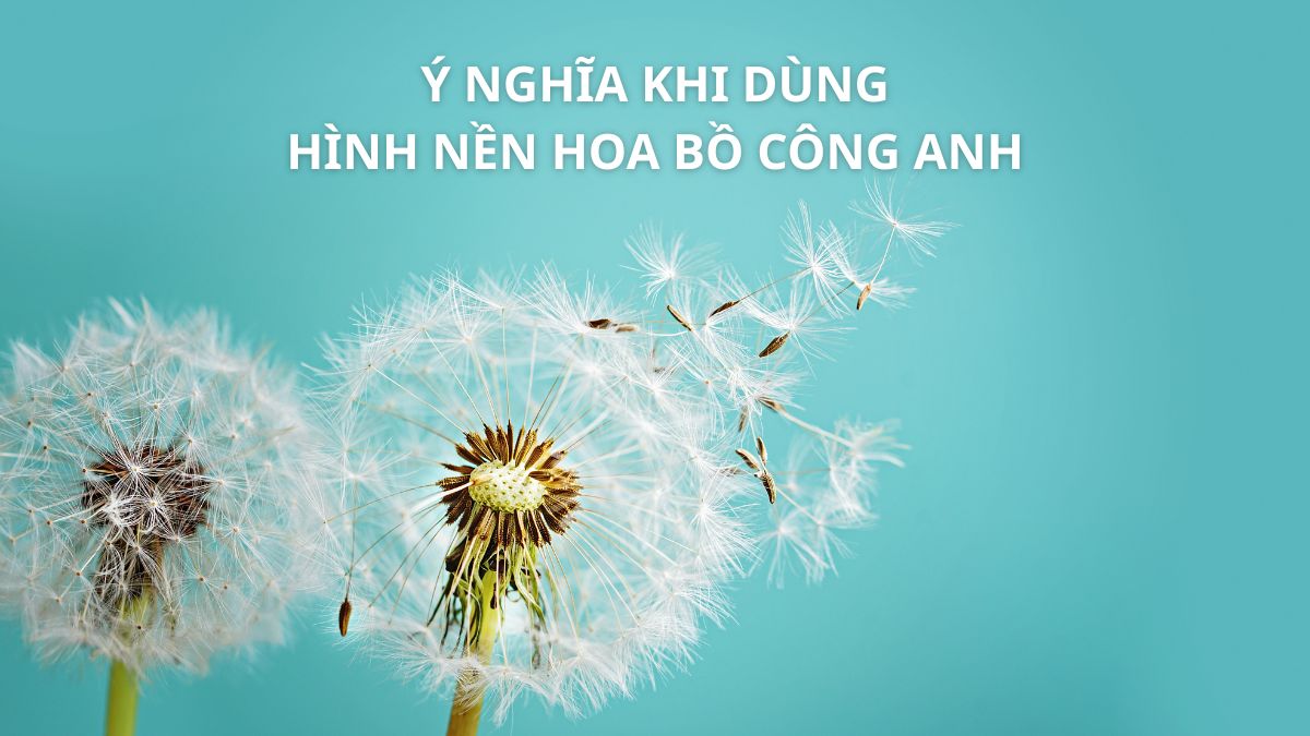 Ý nghĩa khi dùng hình nền hoa bồ công anh
