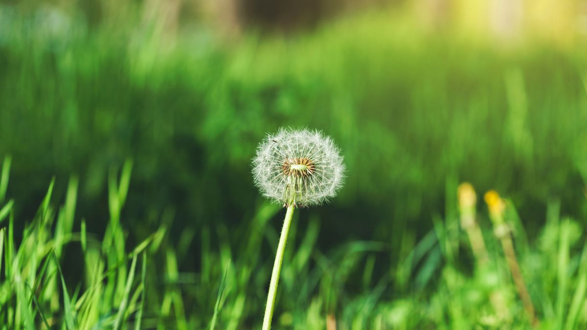 Hình nền hoa bồ công anh trong thiên nhiên - 7