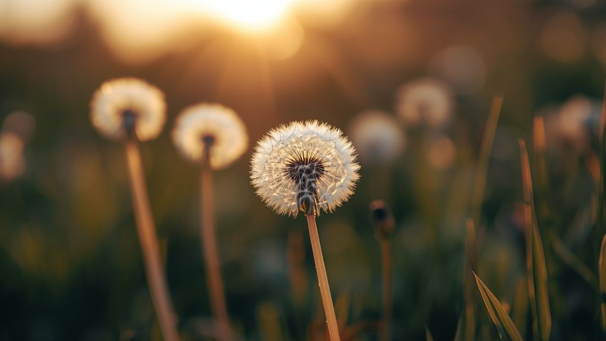 Hình nền hoa bồ công anh trong thiên nhiên - 8