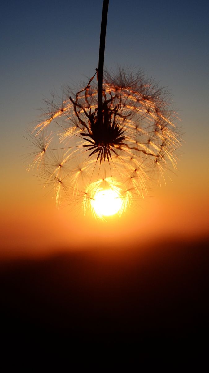 Hình nền hoa bồ công anh trong hoàng hôn - 1