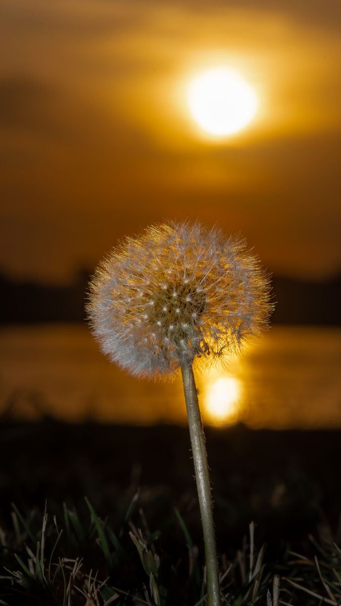 Hình nền hoa bồ công anh trong hoàng hôn - 2