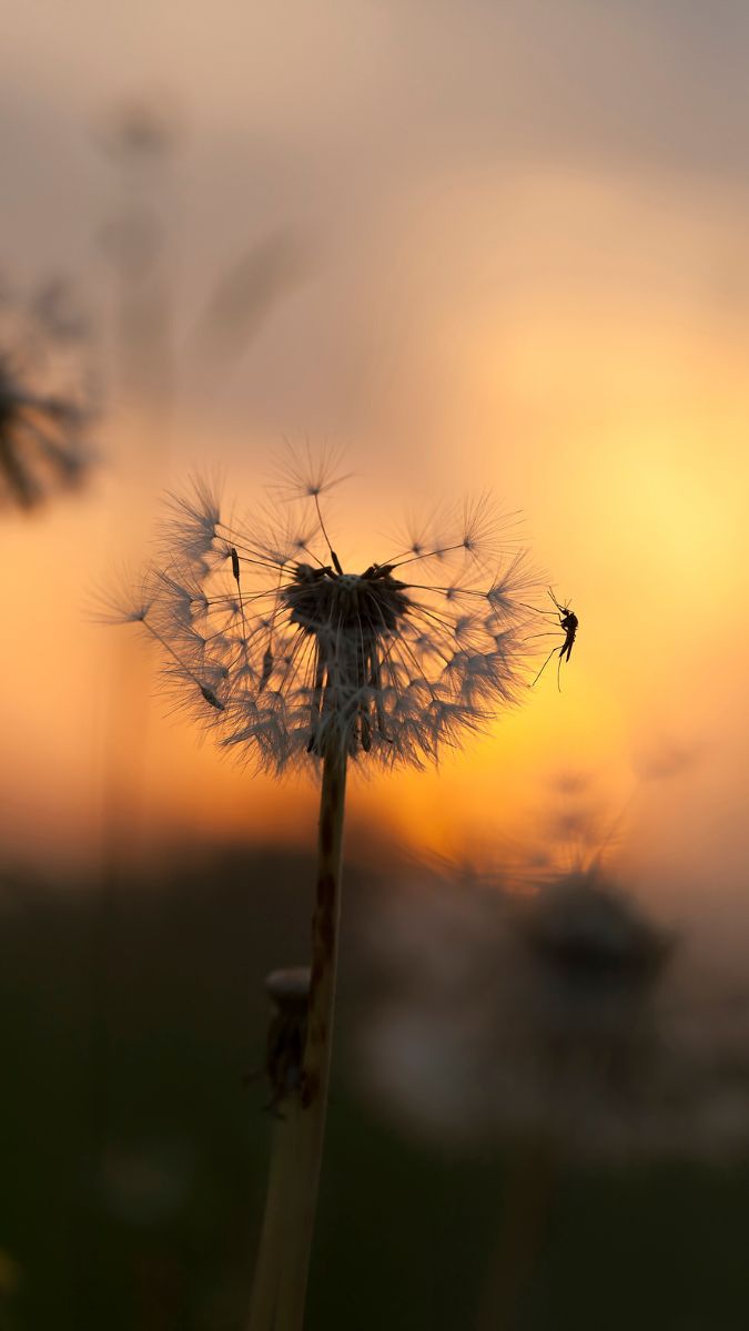 Hình nền hoa bồ công anh trong hoàng hôn - 3