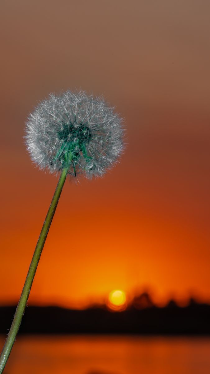 Hình nền hoa bồ công anh trong hoàng hôn - 4