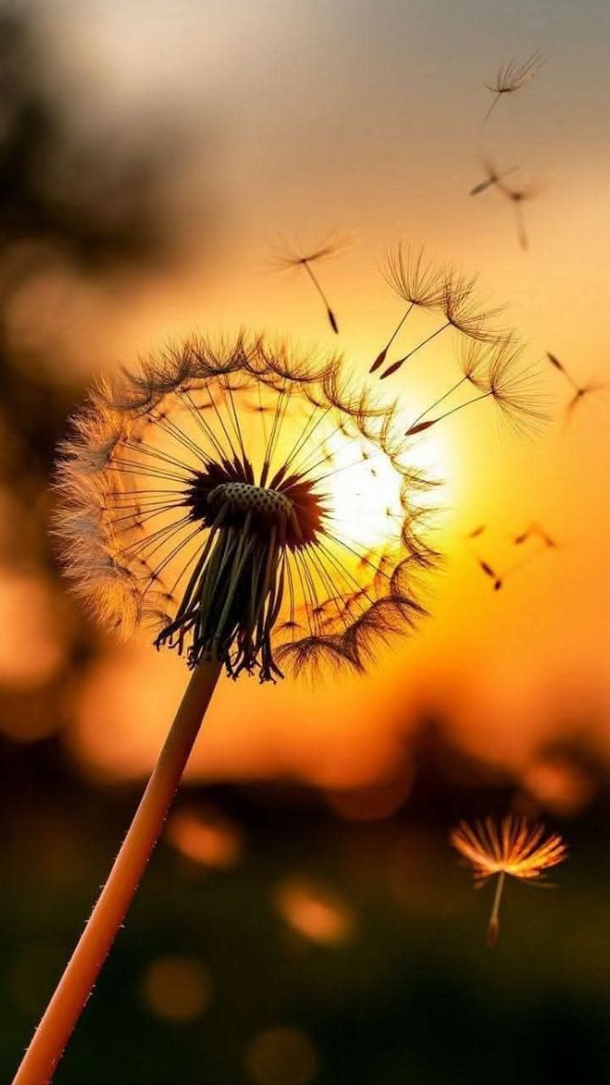 Hình nền hoa bồ công anh trong hoàng hôn - 5