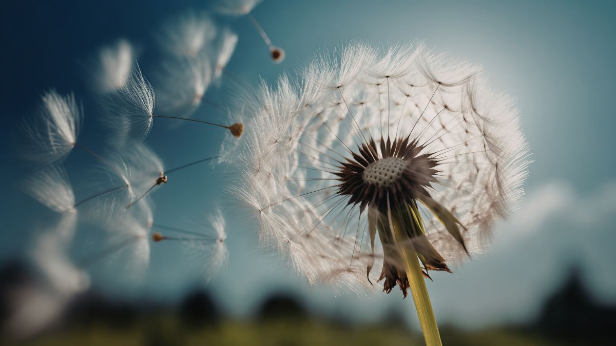 Hình nền hoa bồ công anh macro, cận cảnh - 2