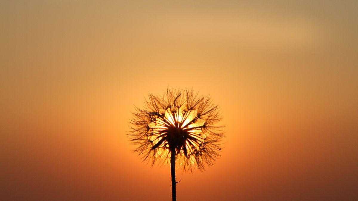 Hình nền hoa bồ công anh trong hoàng hôn - 7