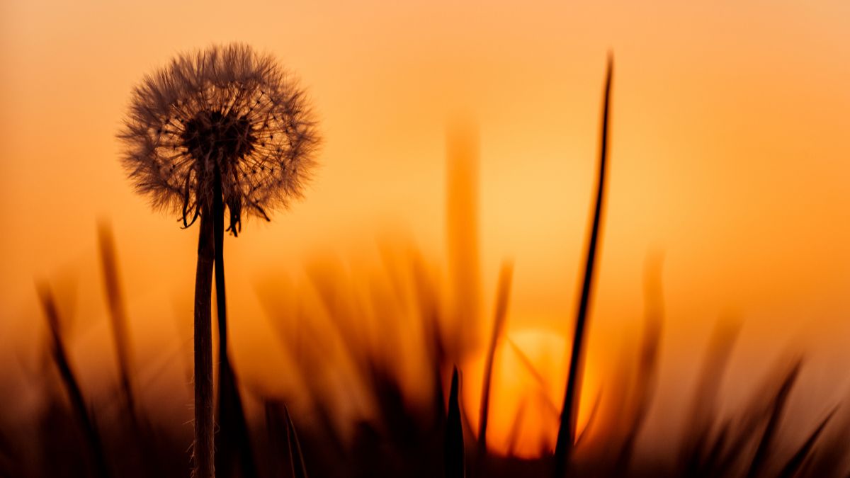 Hình nền hoa bồ công anh trong hoàng hôn - 8