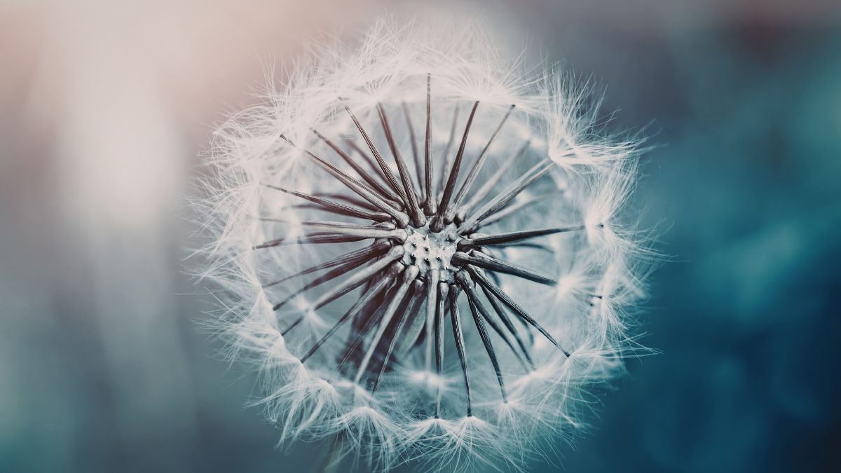 Hình nền hoa bồ công anh macro, cận cảnh - 3