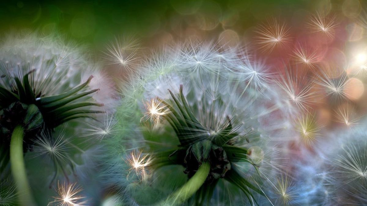 Hình nền hoa bồ công anh theo phong cách nghệ thuật - 8