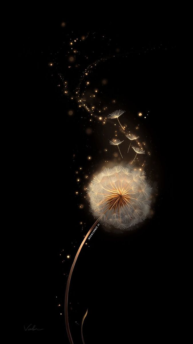 Hình nền hoa bồ công anh nền đen/AMOLED - 1