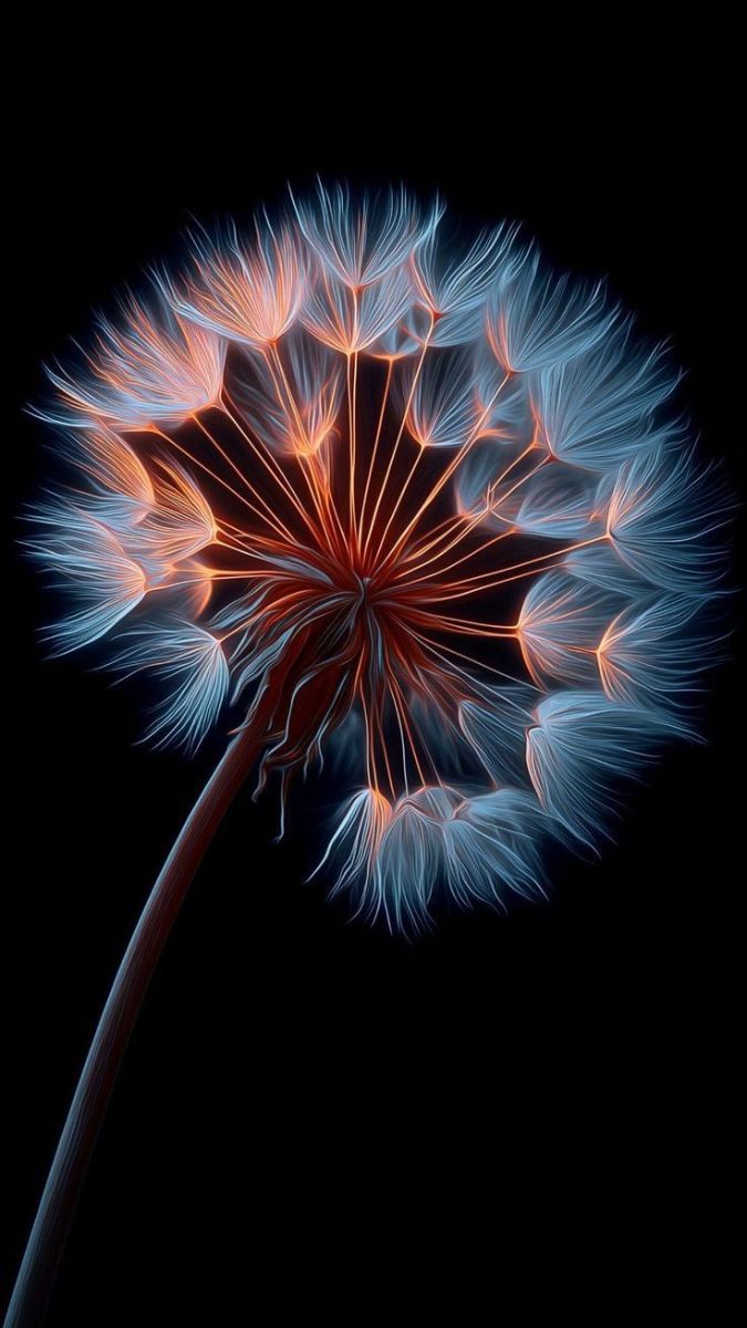 Hình nền hoa bồ công anh nền đen/AMOLED - 3