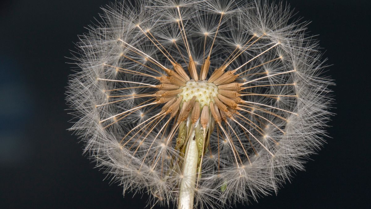 Hình nền hoa bồ công anh macro, cận cảnh - 4