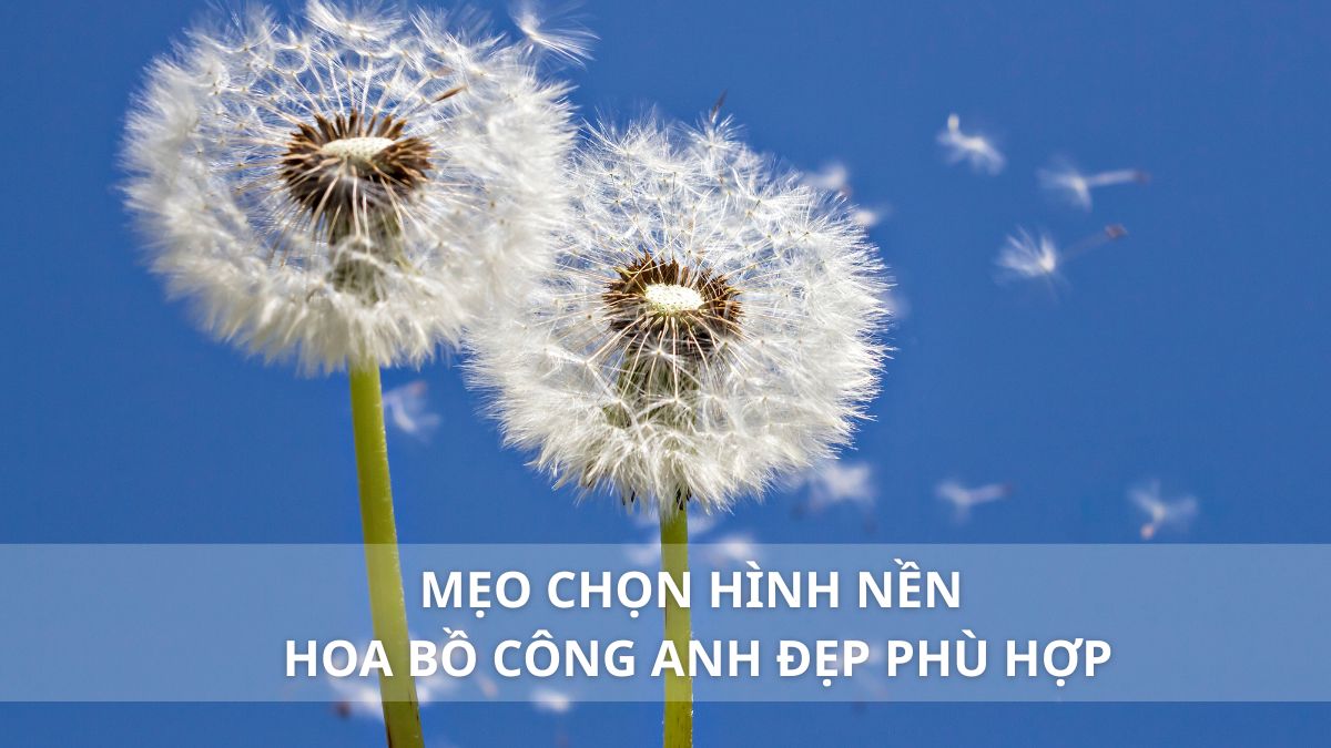 Mẹo chọn hình nền hoa bồ công anh đẹp phù hợp