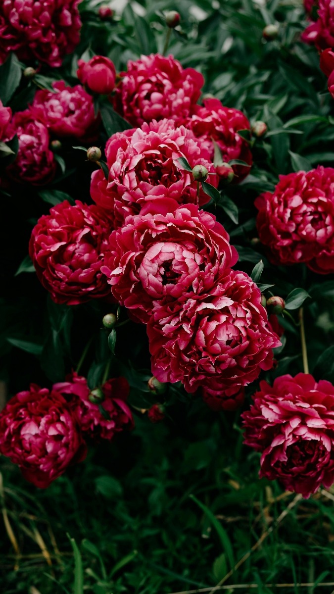 Hình nền hoa mẫu đơn đỏ đại diện tình yêu và may mắn - 1