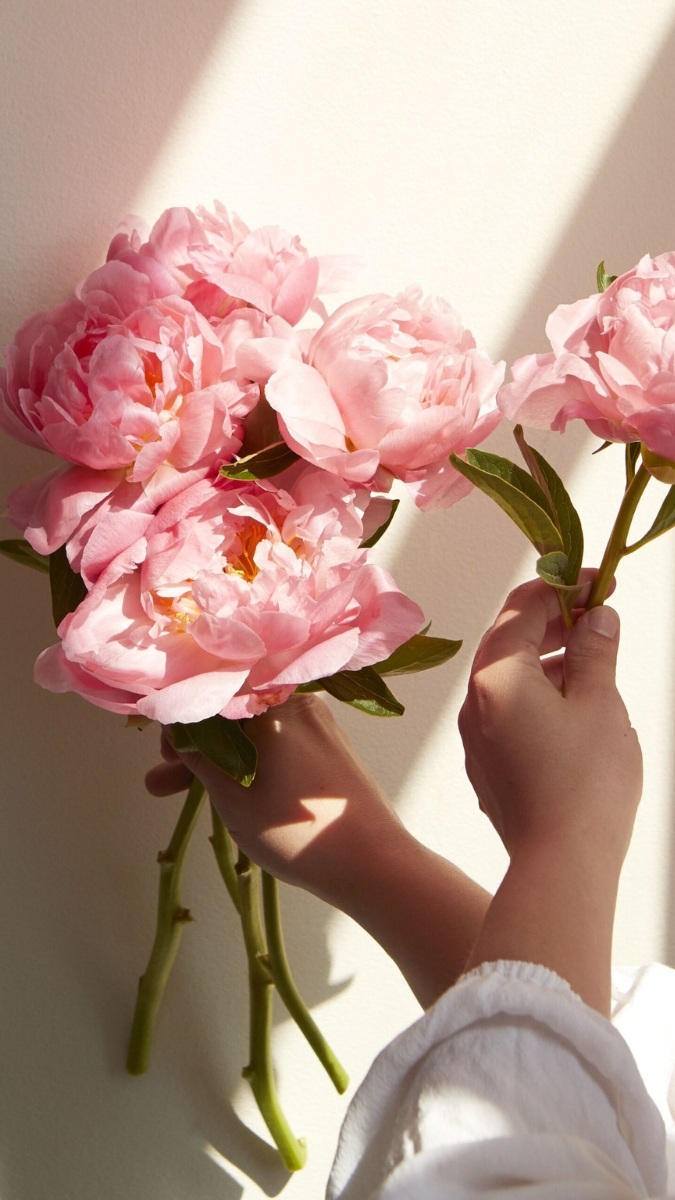 Hình nền hoa mẫu đơn hồng đại diện dịu dàng và nữ tính - 4