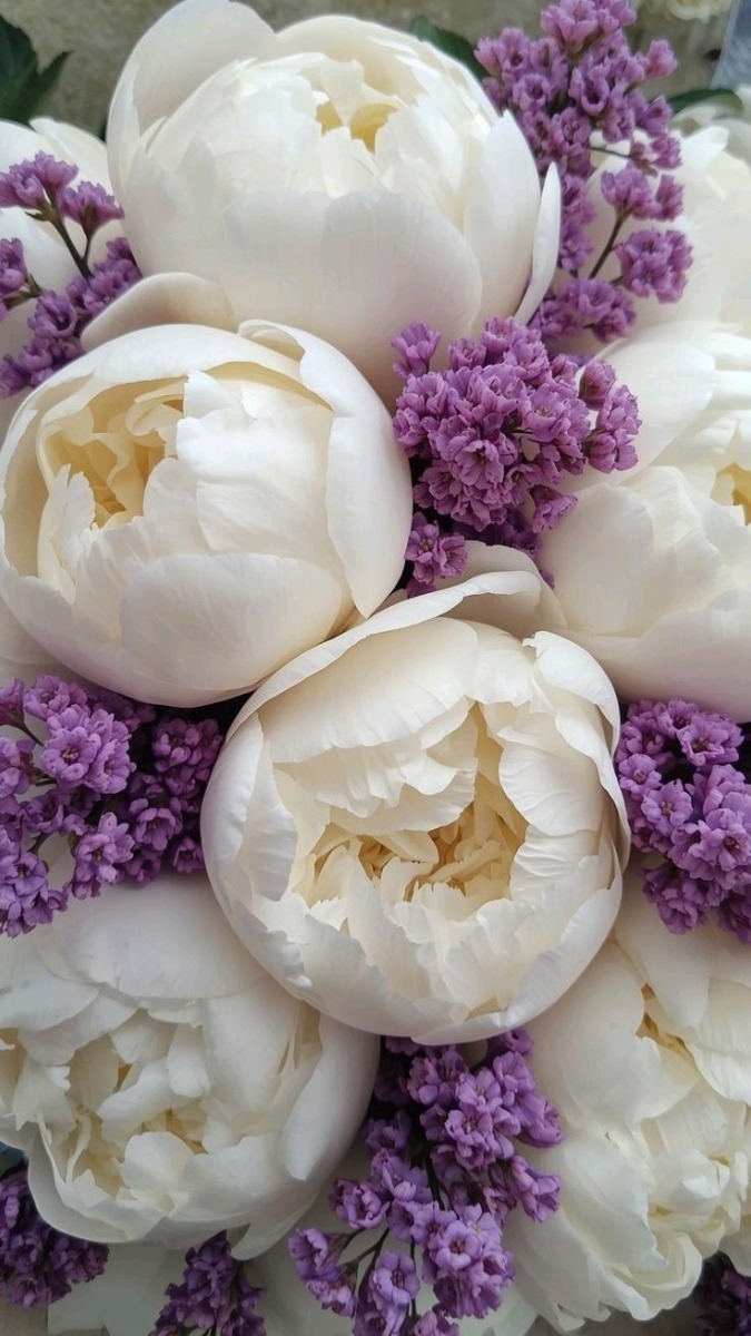 Hình nền hoa mẫu đơn trắng đại diện sự thanh lịch và bình yên - 1