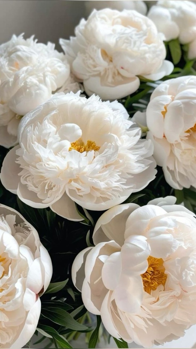 Hình nền hoa mẫu đơn trắng đại diện sự thanh lịch và bình yên - 3