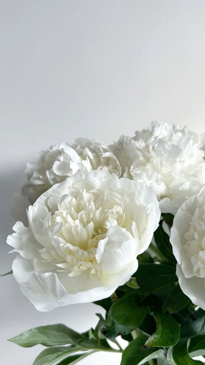 Hình nền hoa mẫu đơn trắng đại diện sự thanh lịch và bình yên - 4