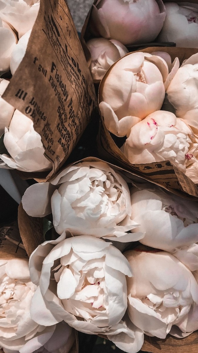 Hình nền hoa mẫu đơn trắng đại diện sự thanh lịch và bình yên - 5