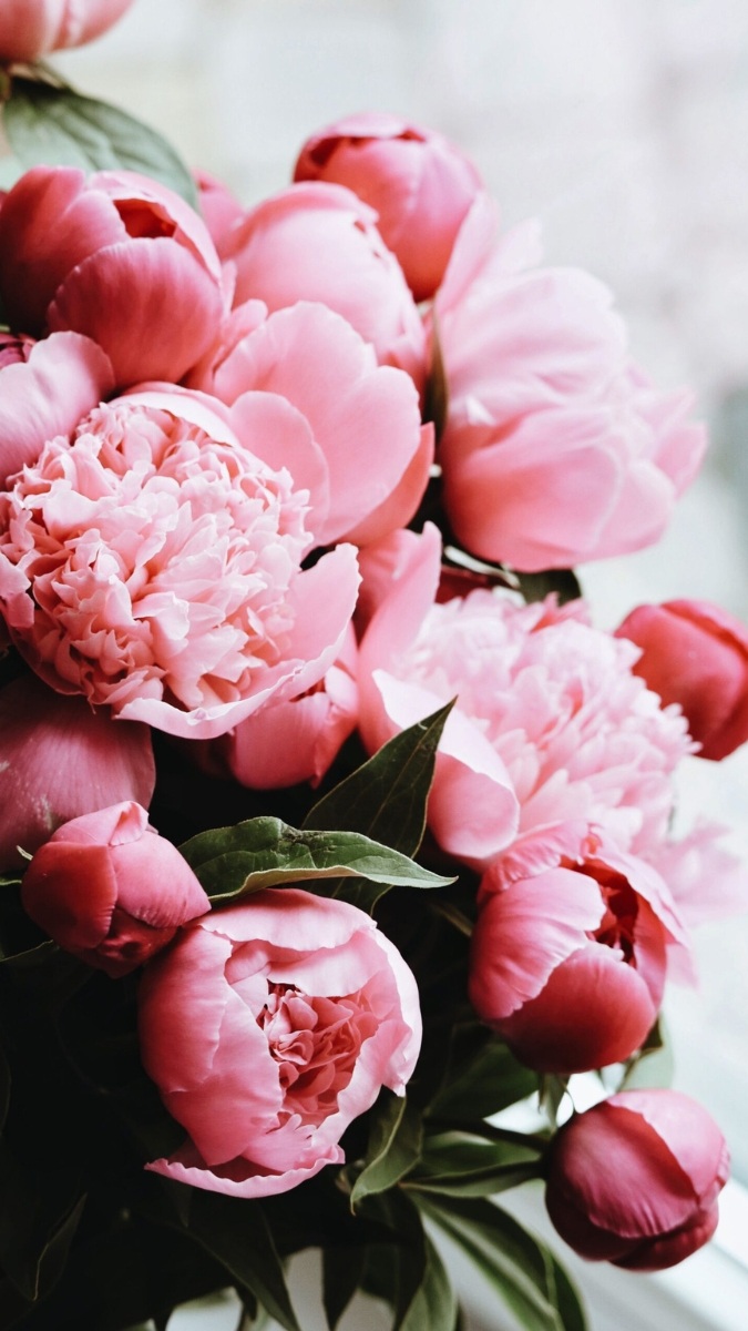 Hình nền hoa mẫu đơn đỏ đại diện tình yêu và may mắn - 2