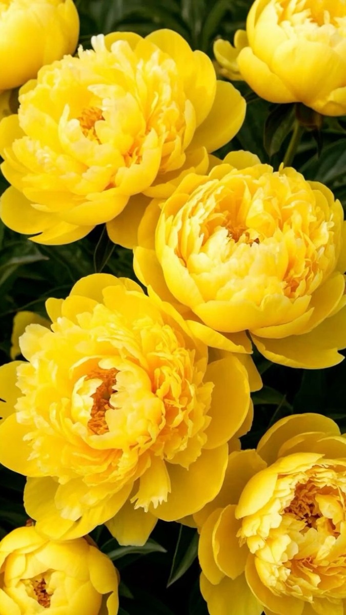 Hình nền hoa mẫu đơn vàng đại diện cho nhiệt huyết - 2