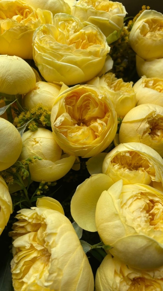 Hình nền hoa mẫu đơn vàng đại diện cho nhiệt huyết - 3