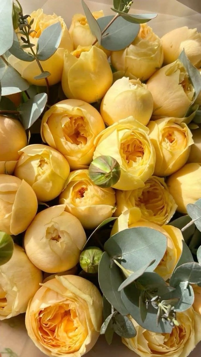 Hình nền hoa mẫu đơn vàng đại diện cho nhiệt huyết - 6