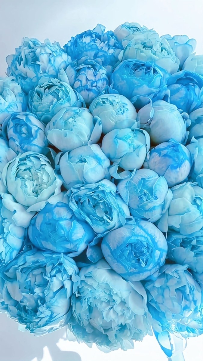 Hình nền hoa mẫu đơn xanh đại diện cho hy vọng - 5