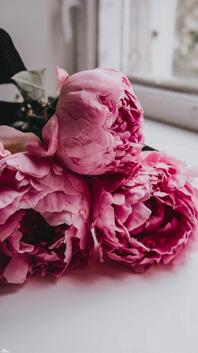 Hình nền hoa mẫu đơn đỏ đại diện tình yêu và may mắn - 3