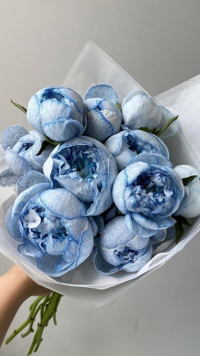 Hình nền hoa mẫu đơn xanh đại diện cho hy vọng - 6