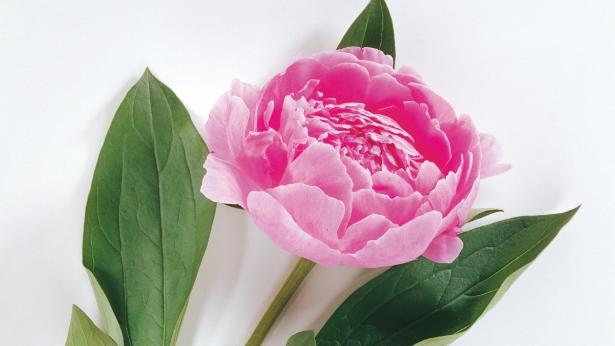 Hình nền hoa mẫu đơn nghệ thuật dành cho laptop - 1