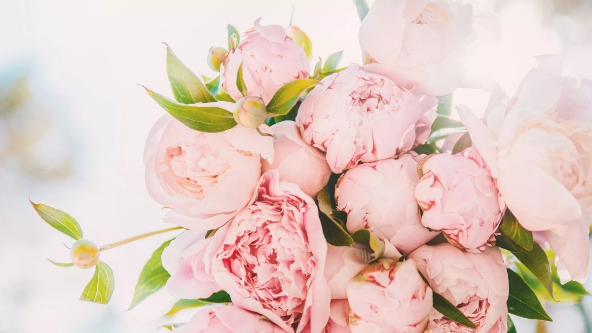 Hình nền hoa mẫu đơn nghệ thuật dành cho laptop - 4