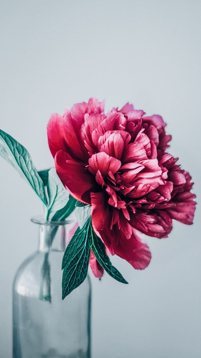 Hình nền hoa mẫu đơn đỏ đại diện tình yêu và may mắn - 4