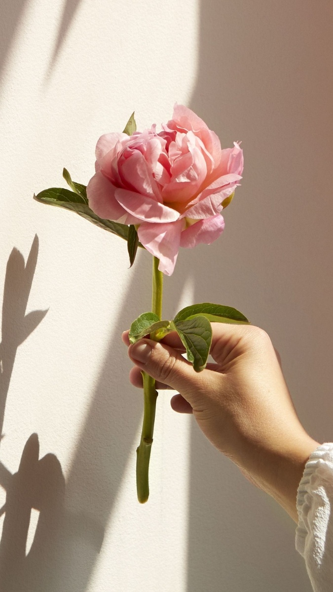 Hình nền hoa mẫu đơn hồng đại diện dịu dàng và nữ tính - 2