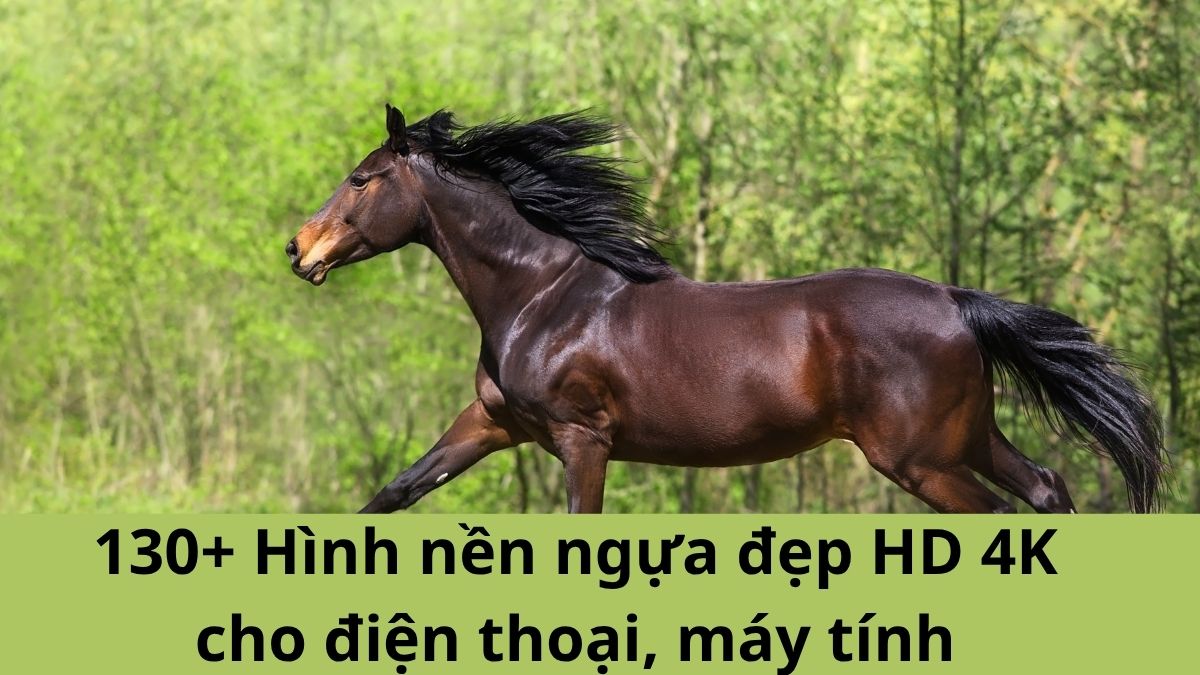 130+ Hình nền ngựa đẹp HD 4K cho điện thoại, máy tính