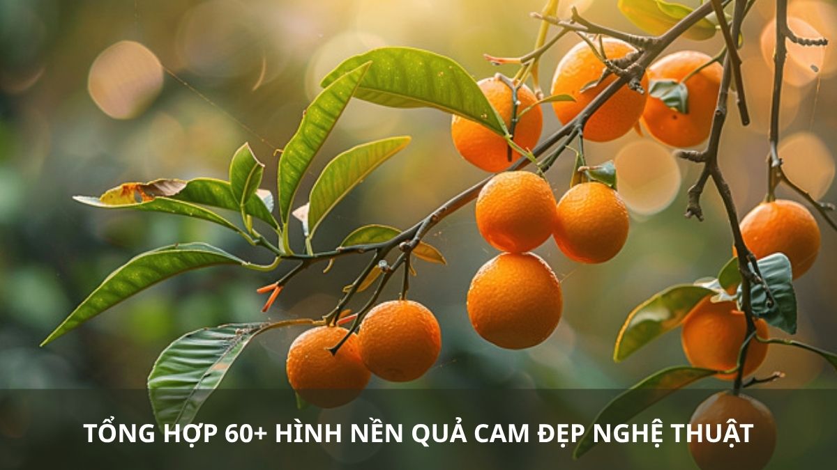 Tổng hợp 60+ hình nền quả cam đẹp nghệ thuật chất lượng