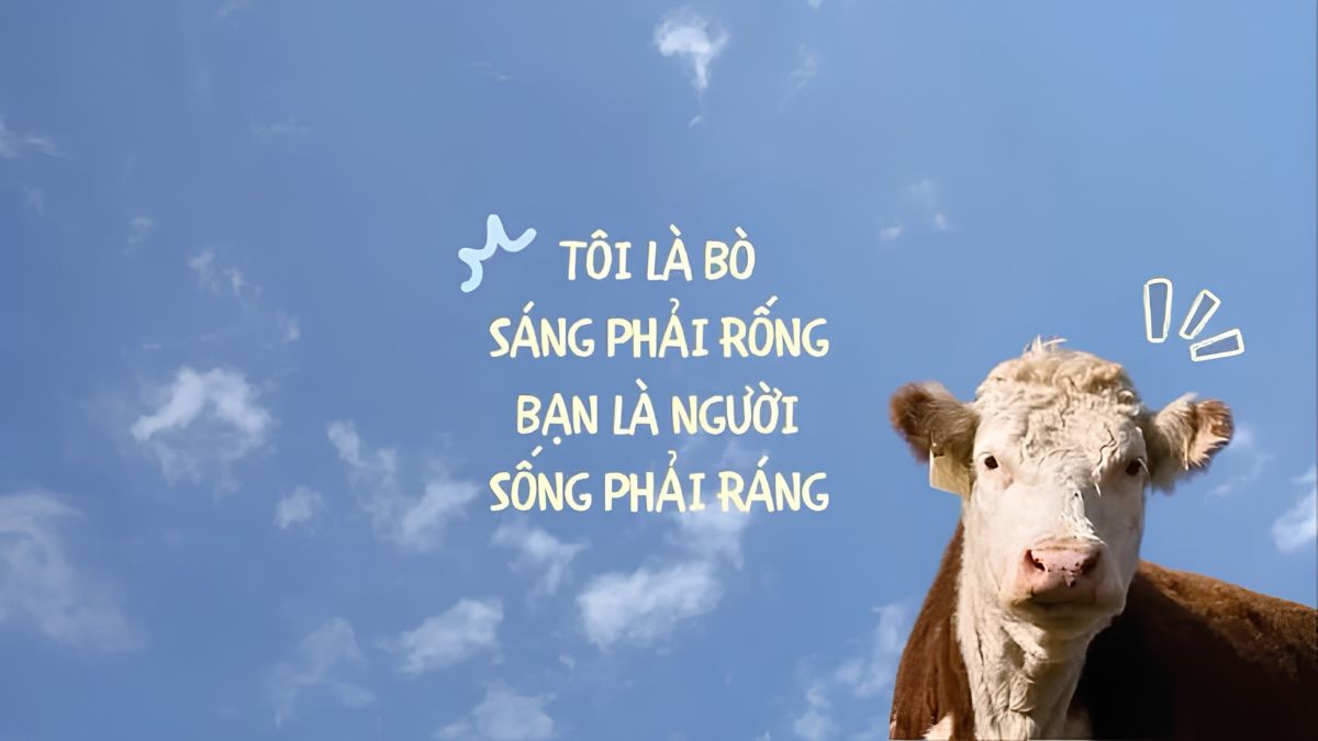Hình nền máy tính vô tri hài hước 4K - 1