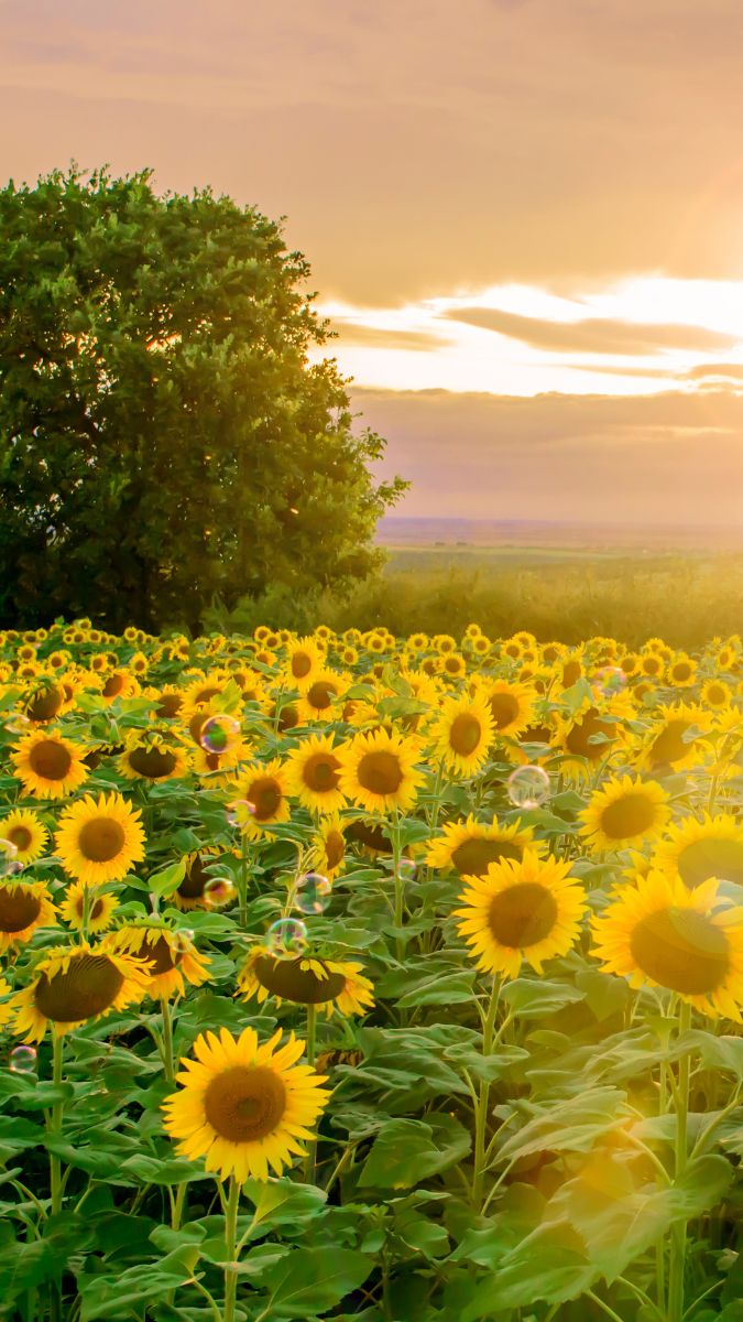 Hình nền Xiaomi 17 Pro Max về thiên nhiên - mẫu 4