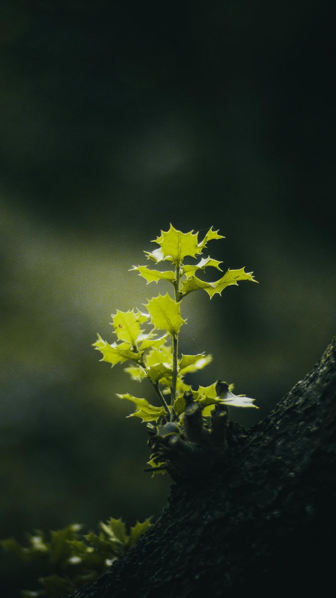 Hình nền Xiaomi 17 Pro Max về thiên nhiên - mẫu 1